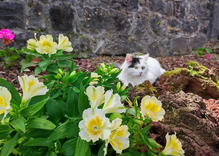 Holiday home Capelas Mansion