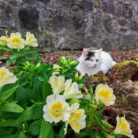 度假居 Capelas Mansion